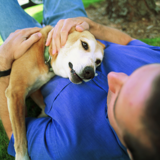 Il contatto visivo col tuo cane