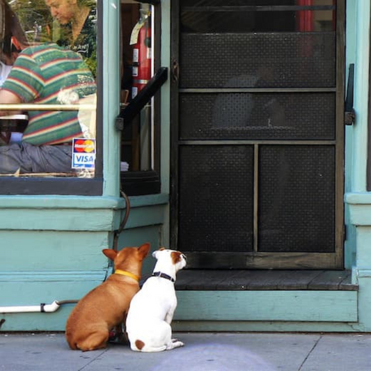 Non fate entrare il cane dove non può
