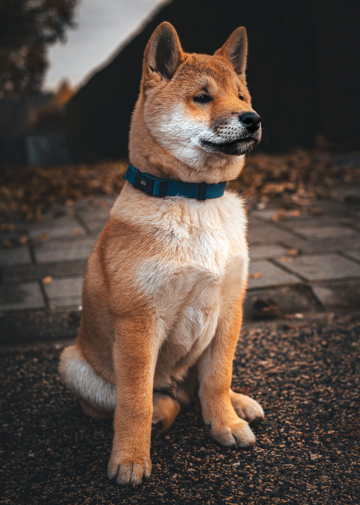 Gerarchia e Leadership