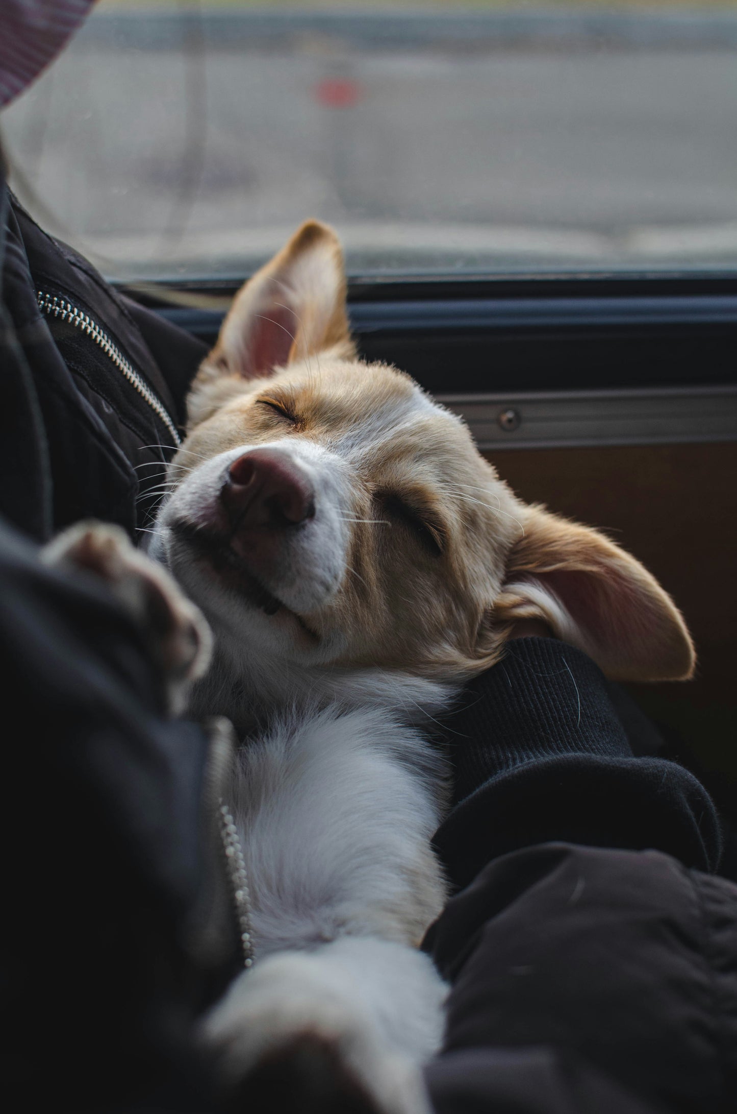 La prima Settimana del Cucciolo a casa vostra