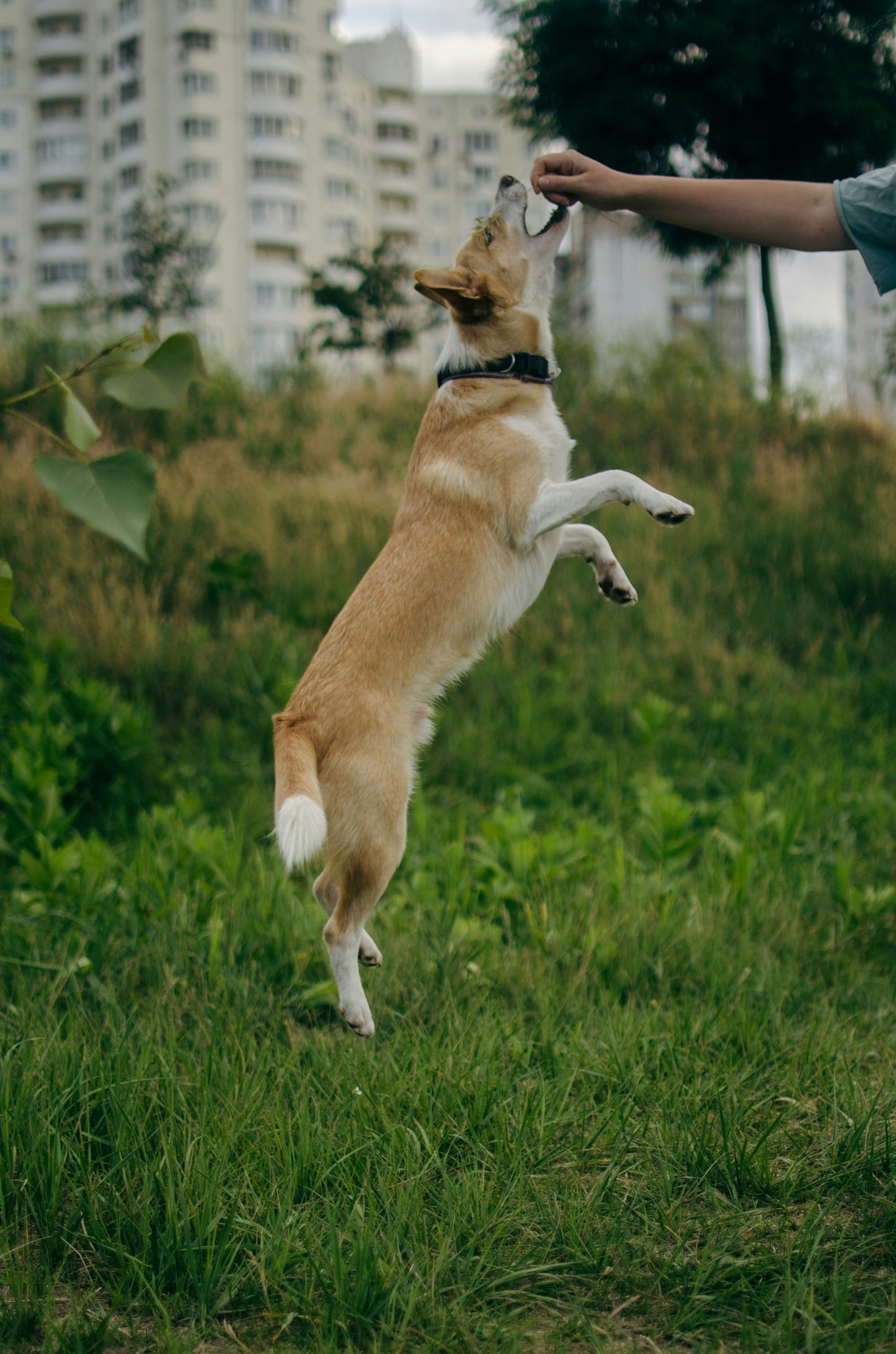 Come insegnare il trucco "Braccia"